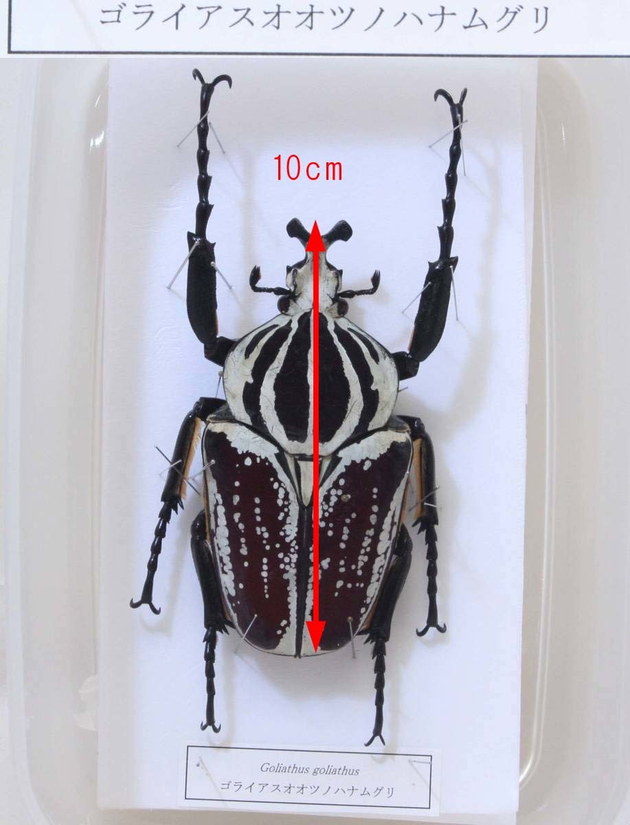 ゴライアスオオツノハナムグリ　昆虫標本 ゴライアスオオツノハナムグリ 標本 昆虫 約14.5cm