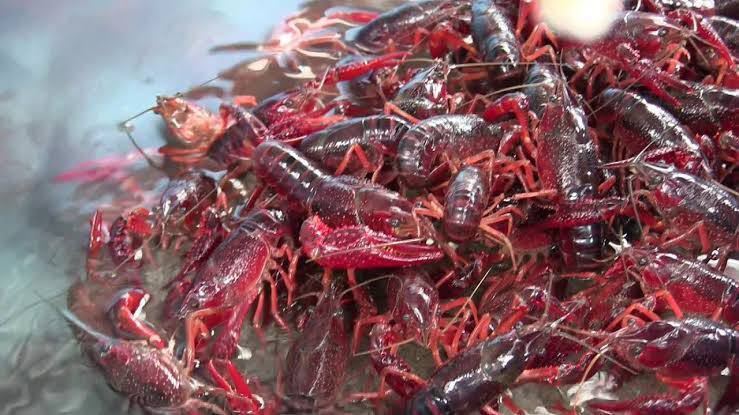 最安値 アメリカザリガニ 50匹 Mlサイズ アロワナ 大型魚 エンドリケリー 亀 カメ 活き餌 メダカ 小赤 金魚 ツメガエル 甲殻類 ヌマエビ 甲殻類 売買されたオークション情報 Yahooの商品情報をアーカイブ公開 オークファン Aucfan Com