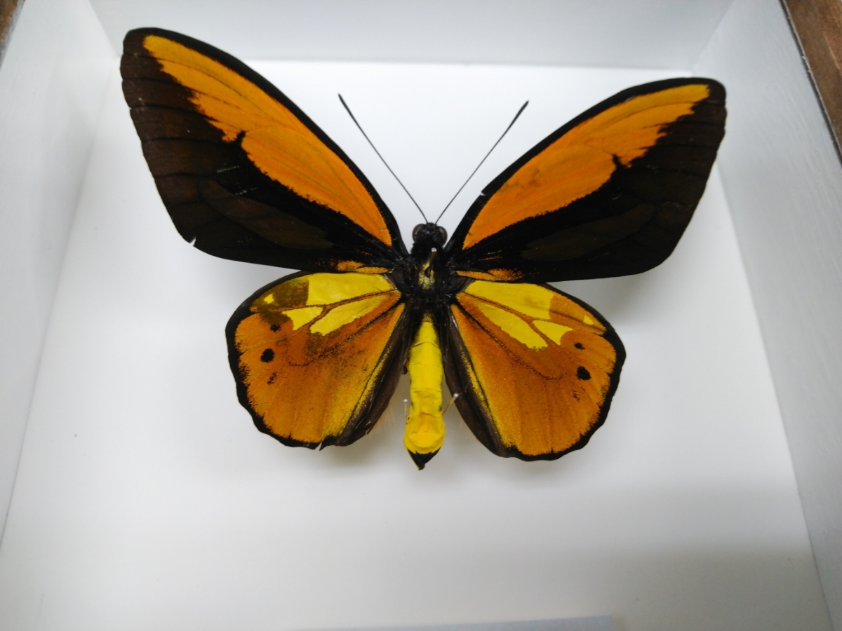 アカメガネトリバネアゲハ アカメガネトリバネアゲハ！ペア！標本2