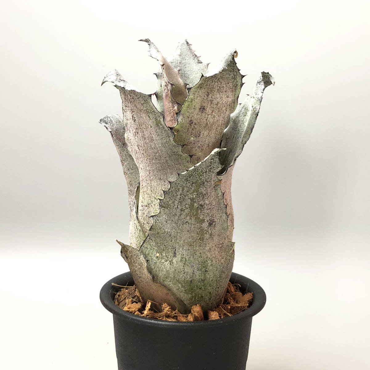 Hohenbergia leopoldo-horstii - (Double in Bromeliads BASE by