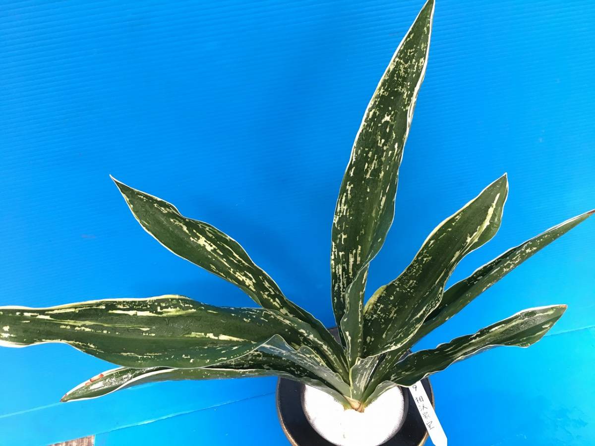 観葉植物 家宝都の図 22 オモト おもと 万年青