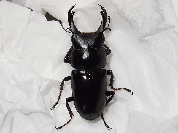 【100%新品，正規品】 チュウゴクコクワガタ シネンシス 原名亜種 ♂1♀2トリオ(外国産)｜売買されたオークション情報、yahooの商品情報をアーカイブ公開 - オークファン 外国産