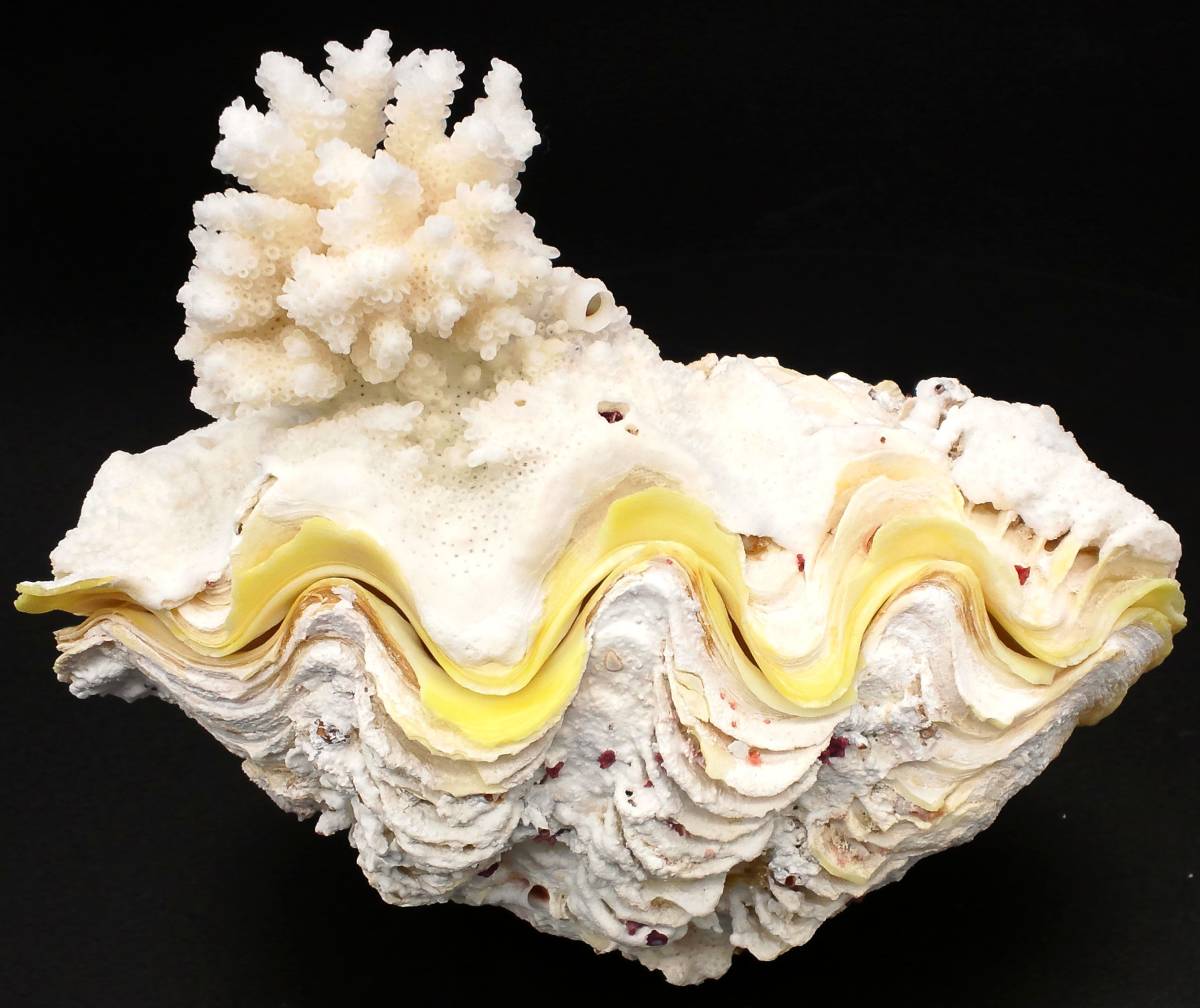 ○【沖縄】枝サンゴ付きシャコガイ◇13.5cm◇457g◇見事な珊瑚付