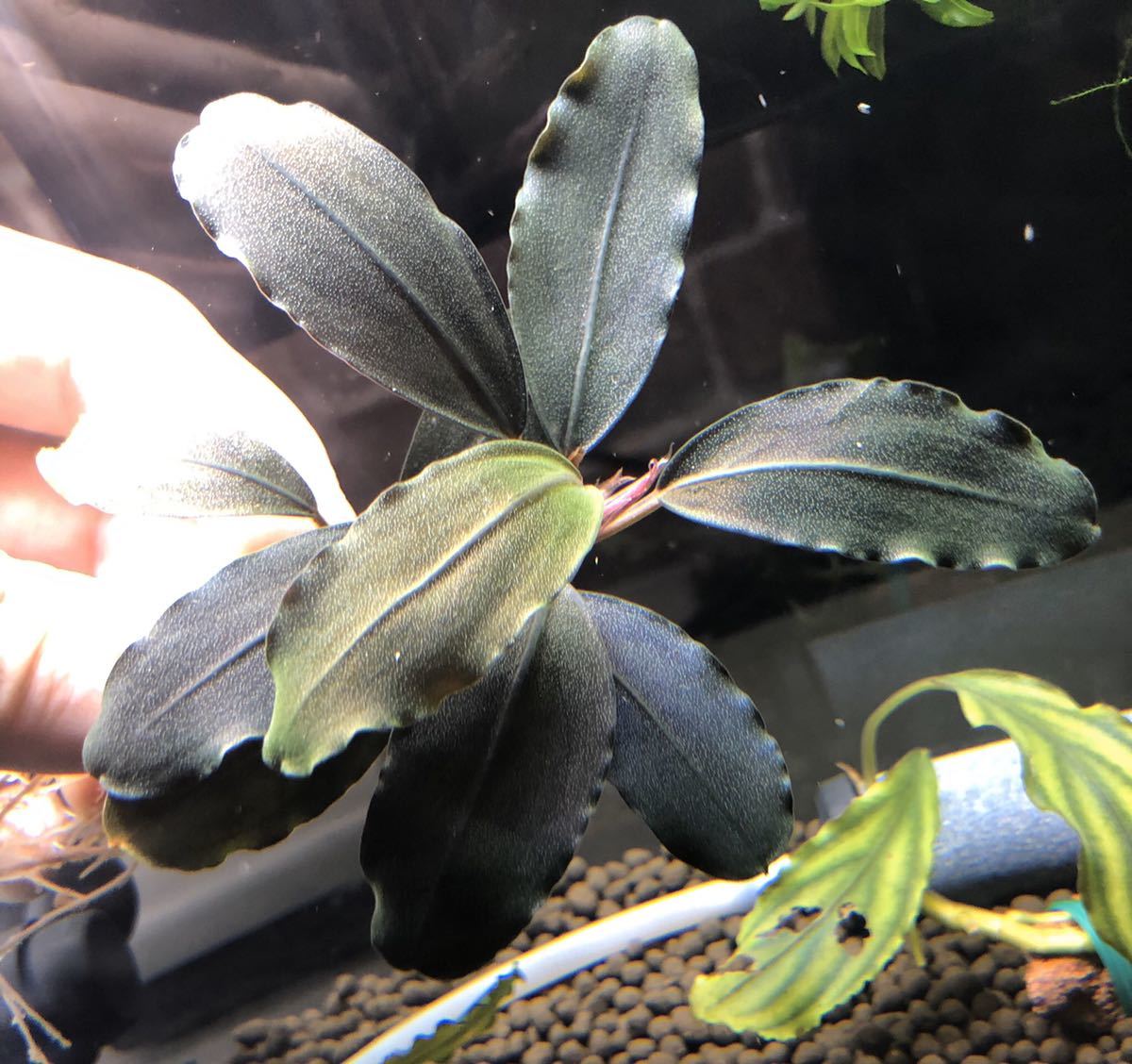 Bucephalandra blue” sp.”Theia 水上葉 ブセファランドラ ティアブルー
