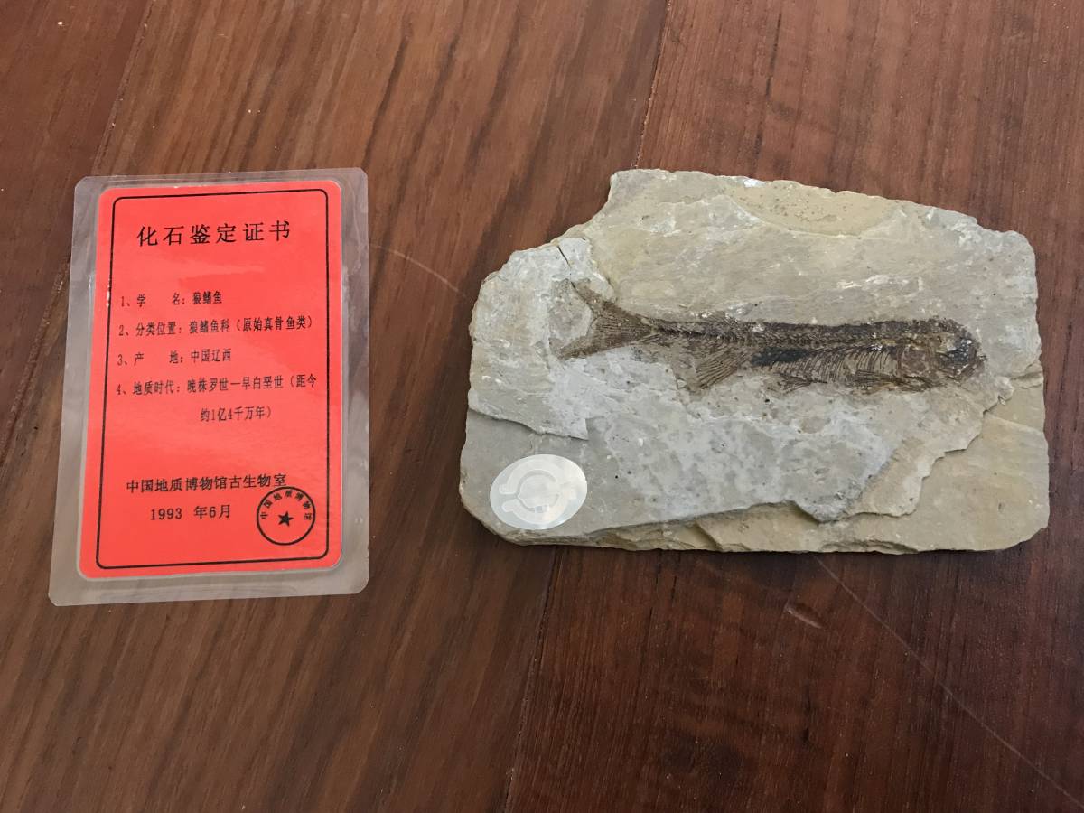 額装 魚の化石（Lophocephalus）約4千万年前 中国産 【公式通販】
