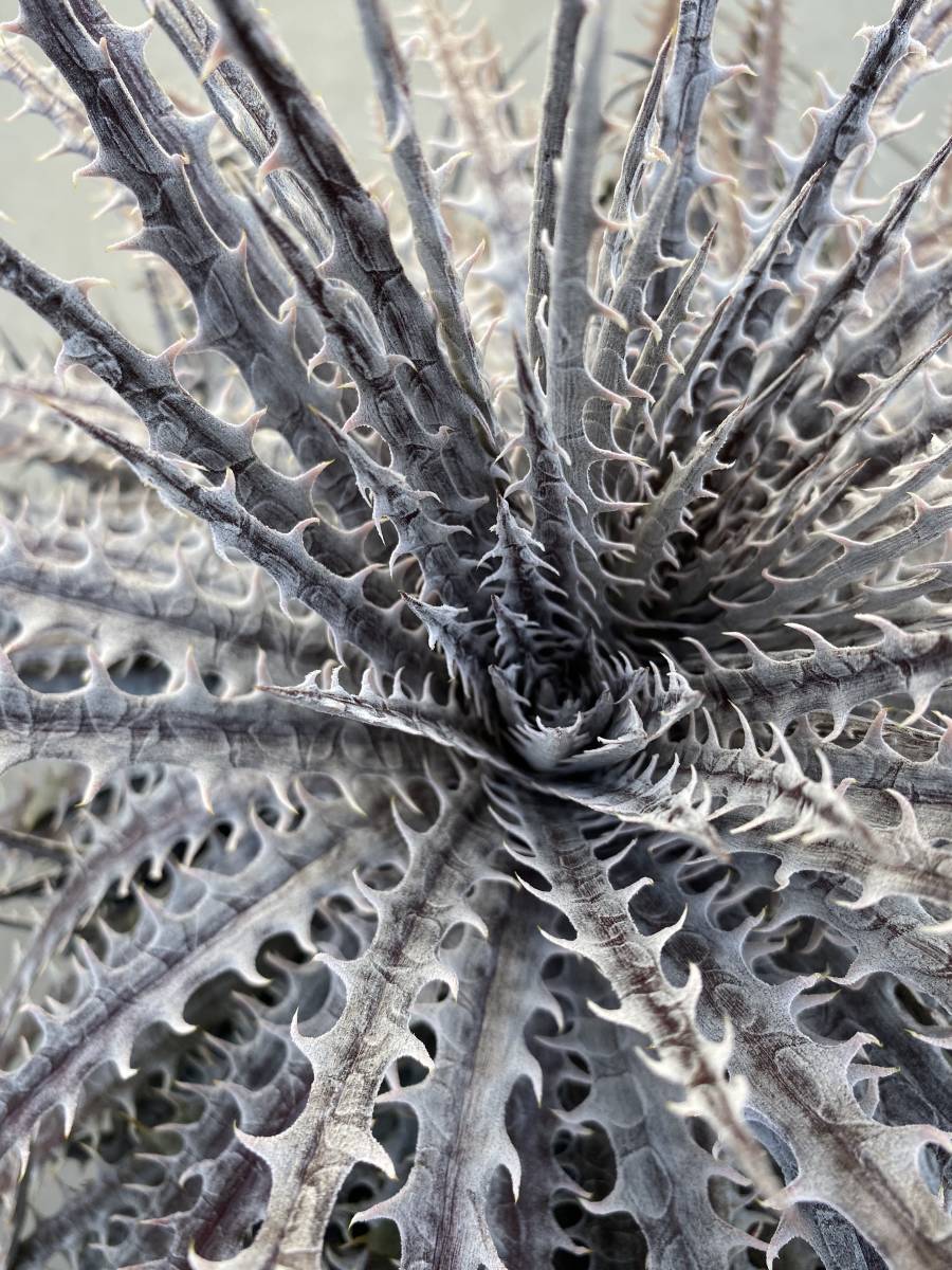 Mercury' Original Clone ディッキア・マーキュリー：Dyckia clone