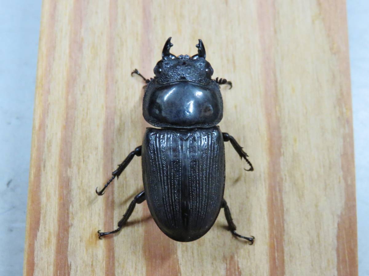 クルビデンス(ティディム)WD♀42 持ち腹の子 2令ペア(菌糸入り)