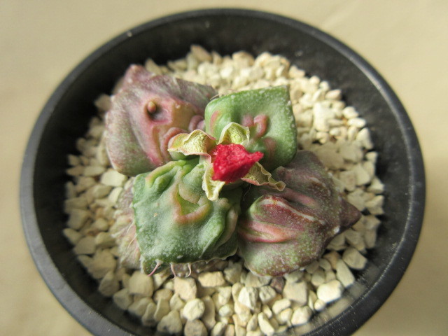 多肉植物 フォーカリア 紅葉斑怒濤 挿し木繁殖苗