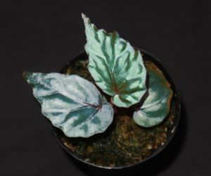 ベゴニアのYahoo!オークション(旧ヤフオク!)の相場・価格を見る｜Yahoo