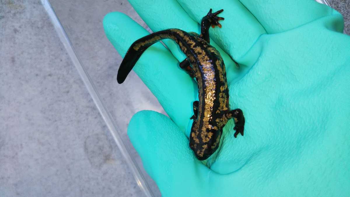 オキナワシリケンイモリ 1匹_1