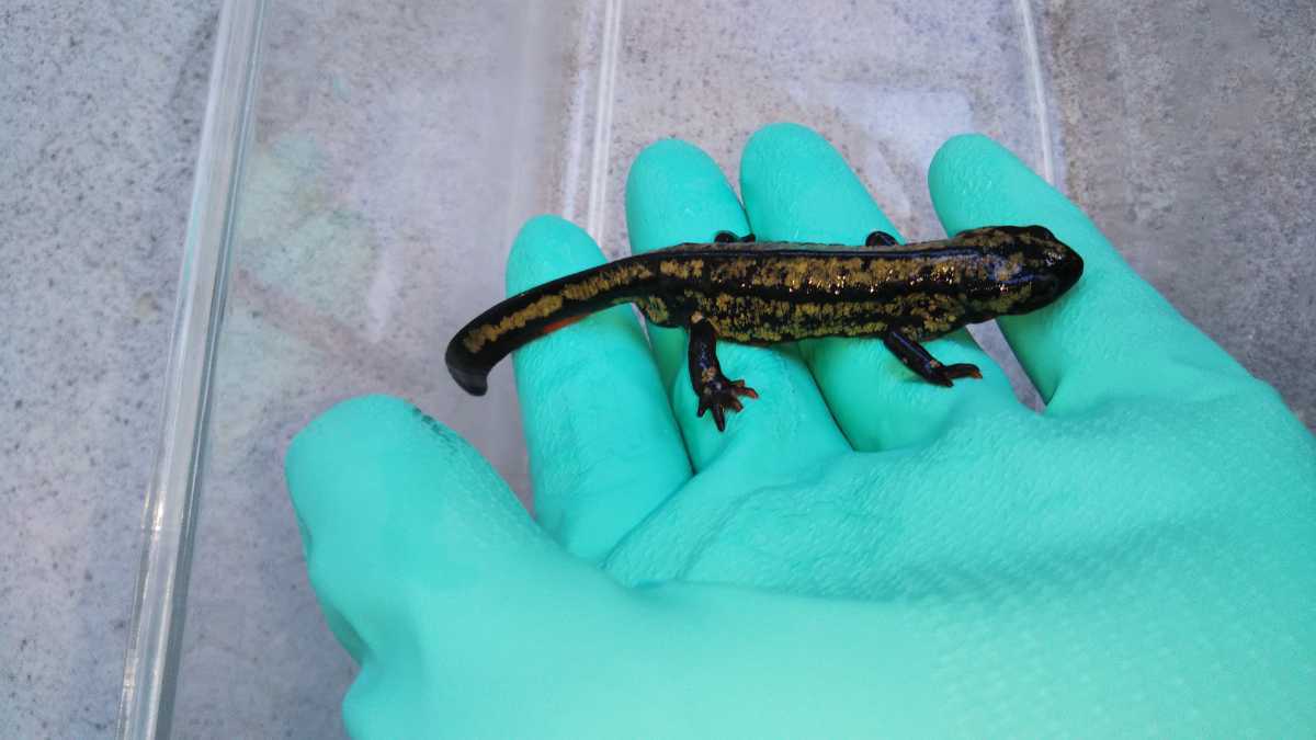 オキナワシリケンイモリ 1匹_3