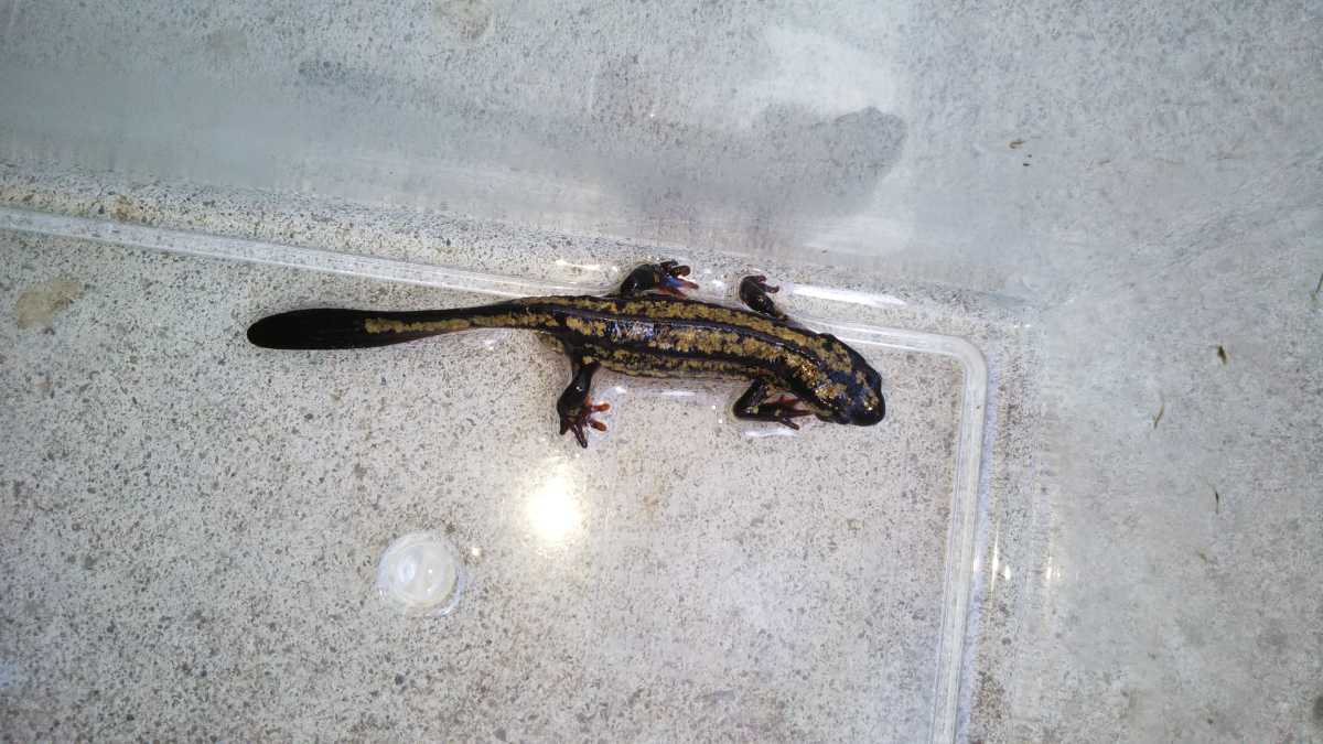 オキナワシリケンイモリ 1匹_4