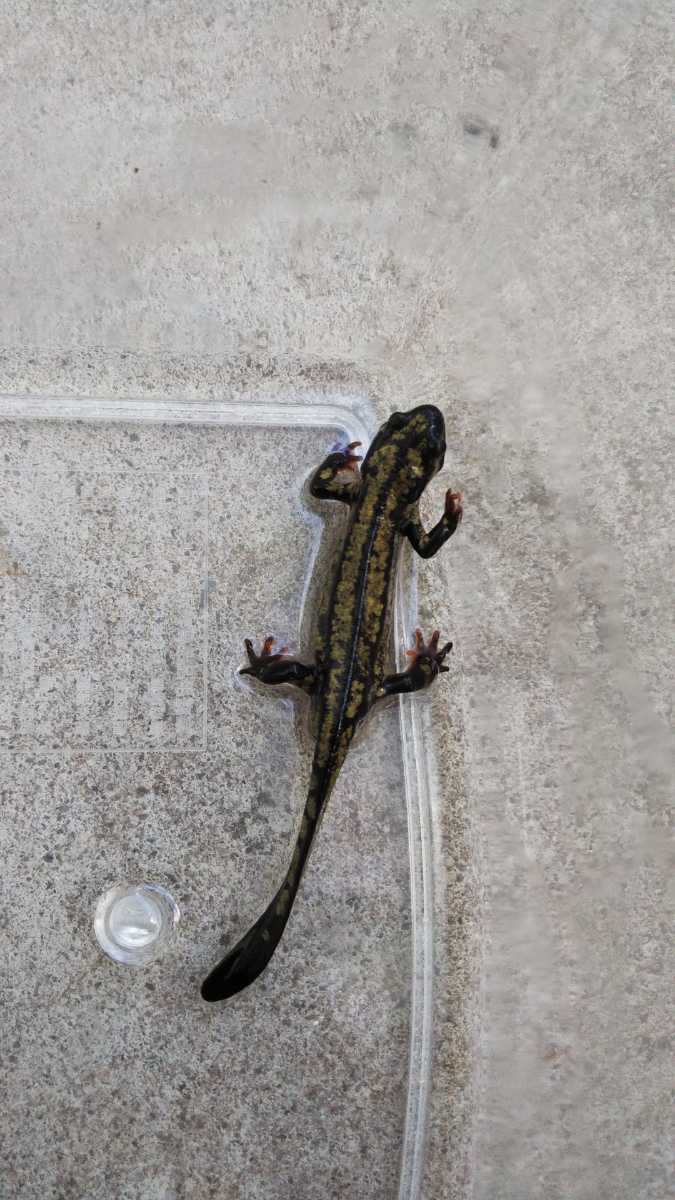 オキナワシリケンイモリ 1匹_5