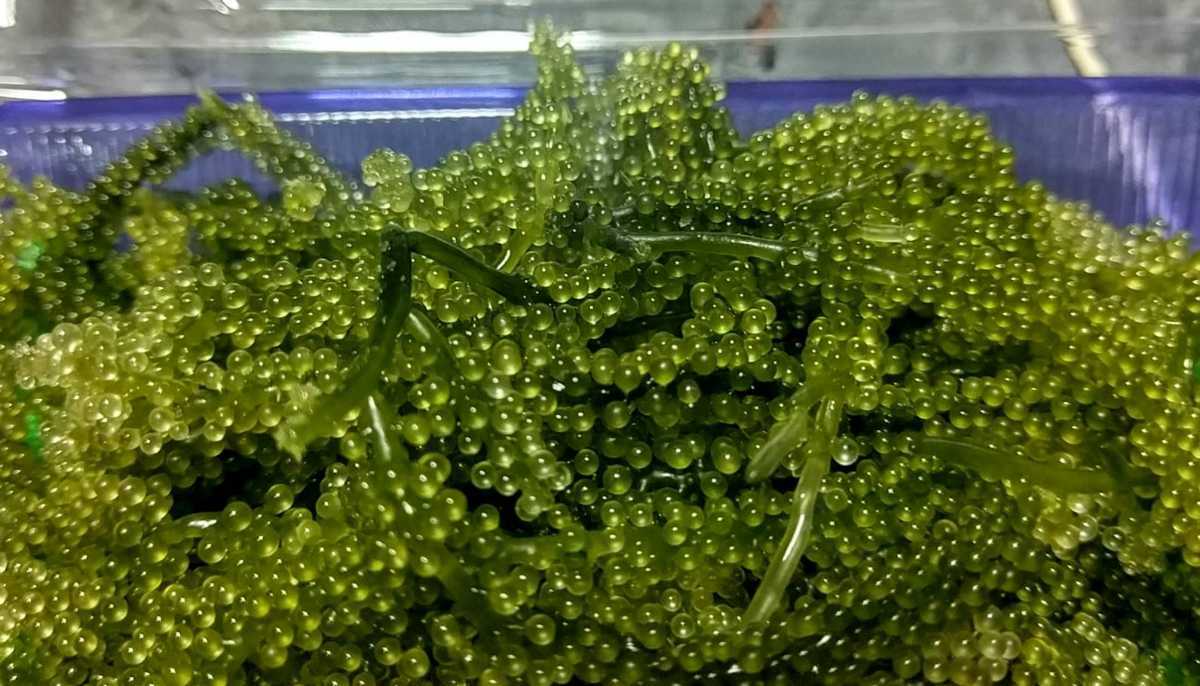 朝摘み直送！美ら海育ち！沖縄産人気の海ぶどう　たっぷり1kg 海ぶどう（1kgの通販 1kg 朝摘み直送！美ら海育ち！沖縄産人気の海ぶどう 1kg：沖縄県産の海 生！海ぶどうドーンと1kg (茎付き)タレ付き☆生産者が送る“鮮度抜群”海ぶどう