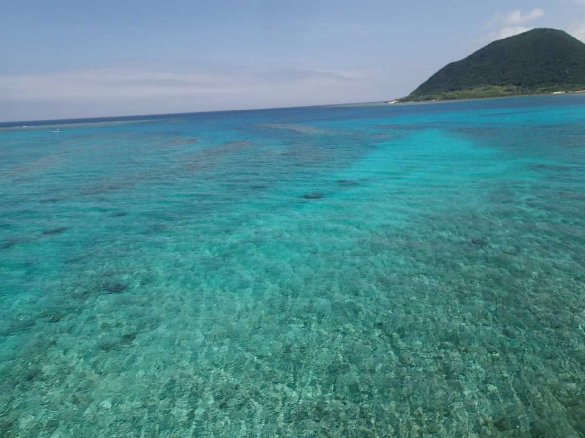 朝摘み直送！美ら海育ち！沖縄産人気の海ぶどう　たっぷり1kg 海ぶどう（1kgの通販 1kg 朝摘み直送！美ら海育ち！沖縄産人気の海ぶどう 1kg：沖縄県産の海 生！海ぶどうドーンと1kg (茎付き)タレ付き☆生産者が送る“鮮度抜群”海ぶどう