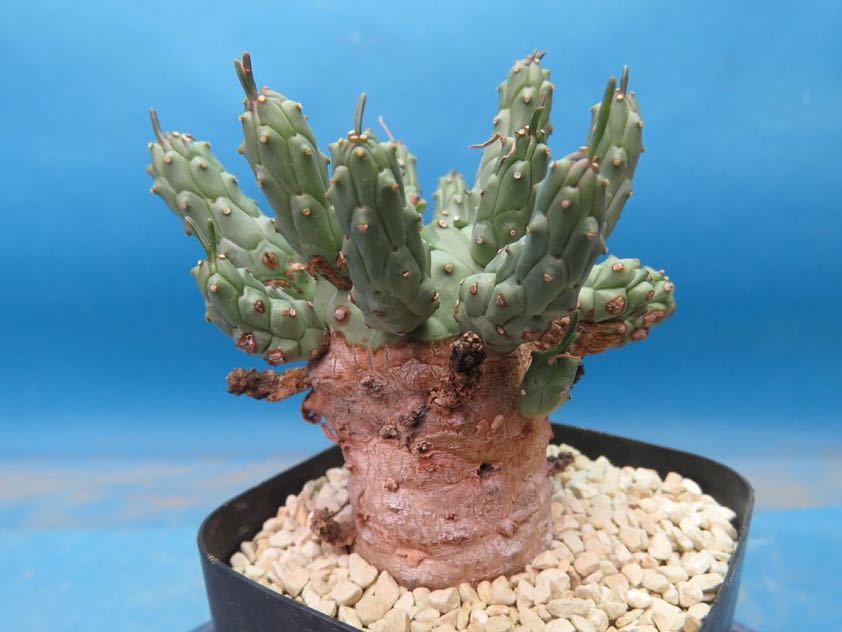 サボテン 多肉植物 141 Euphorbia ramiglans ユーフォルビア