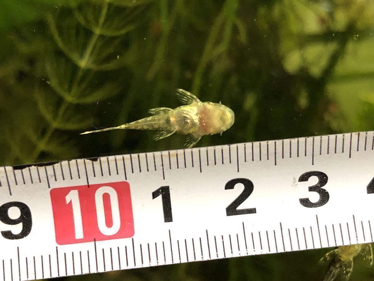 20匹 ＋2匹 ミニブッシープレコ 1.5～2cmくらい