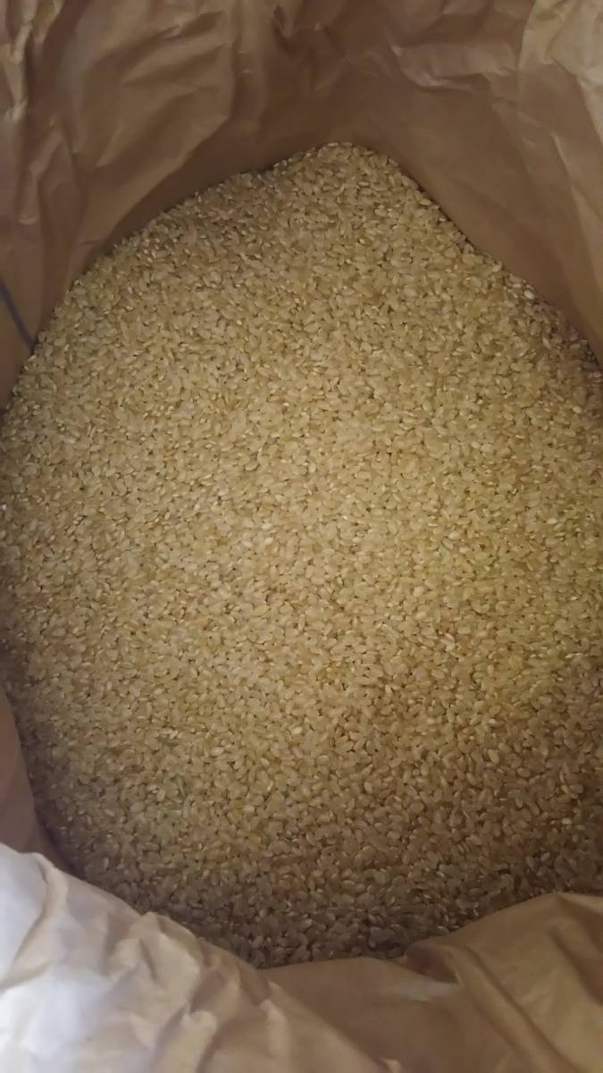 人気，人気セール ２０キロ！！コシヒカリ　令和元年産 福島県 中通り 