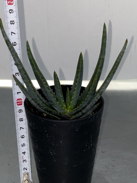 多肉植物・実生】アロエ コンプレッサ4'【肉厚・マダガスカル産アロエ