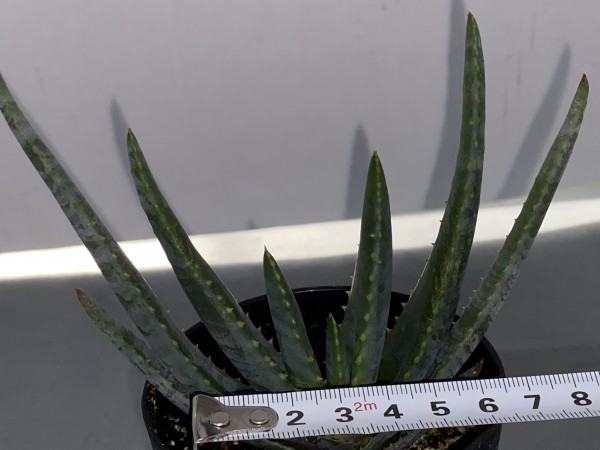 多肉植物・実生】アロエ コンプレッサ4'【肉厚・マダガスカル産アロエ