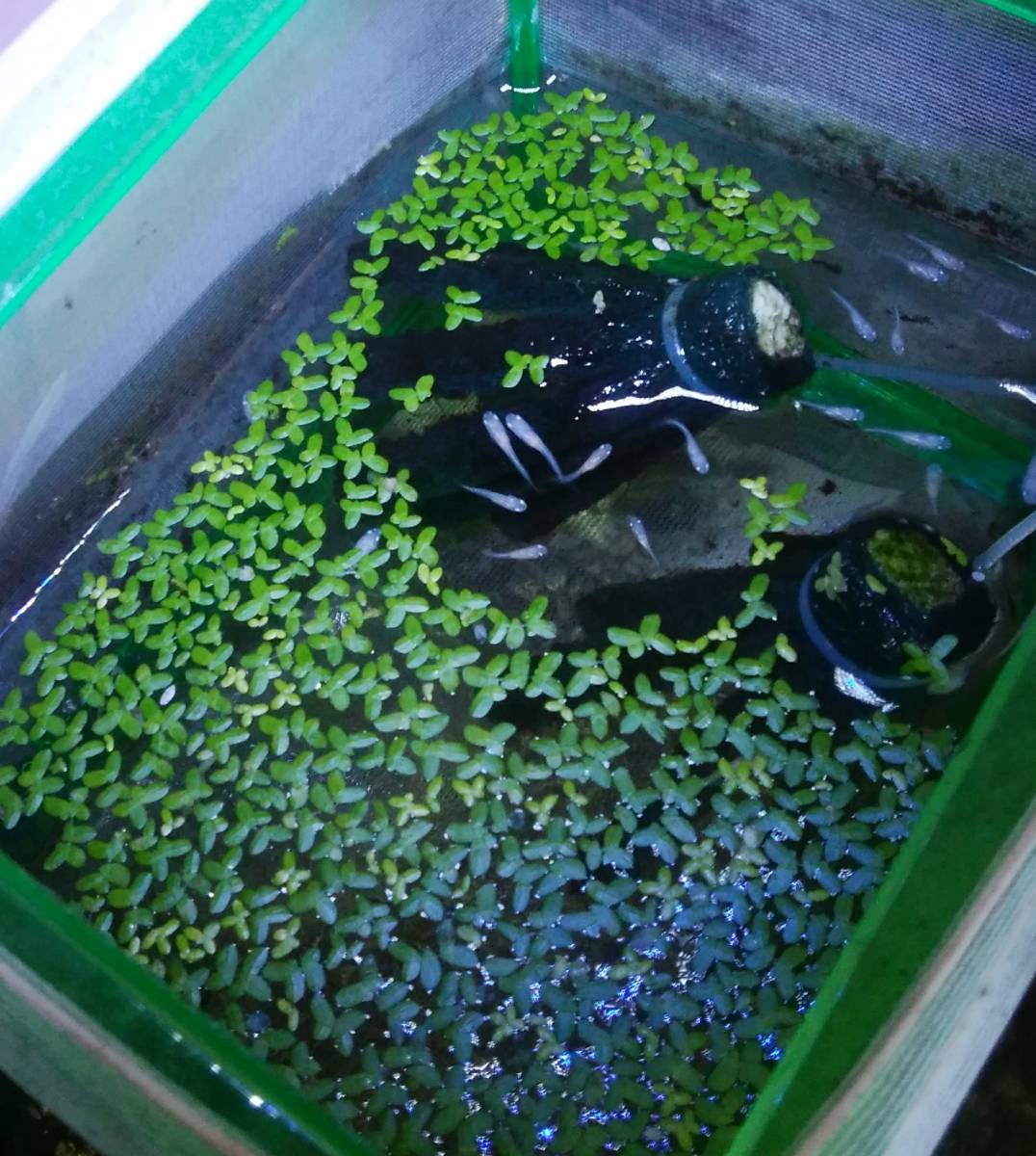 アオウキクサ 大きさ選べます 浮草 50株以上 メダカ 金魚 おやつ 水草 売買されたオークション情報 Yahooの商品情報をアーカイブ公開 オークファン Aucfan Com