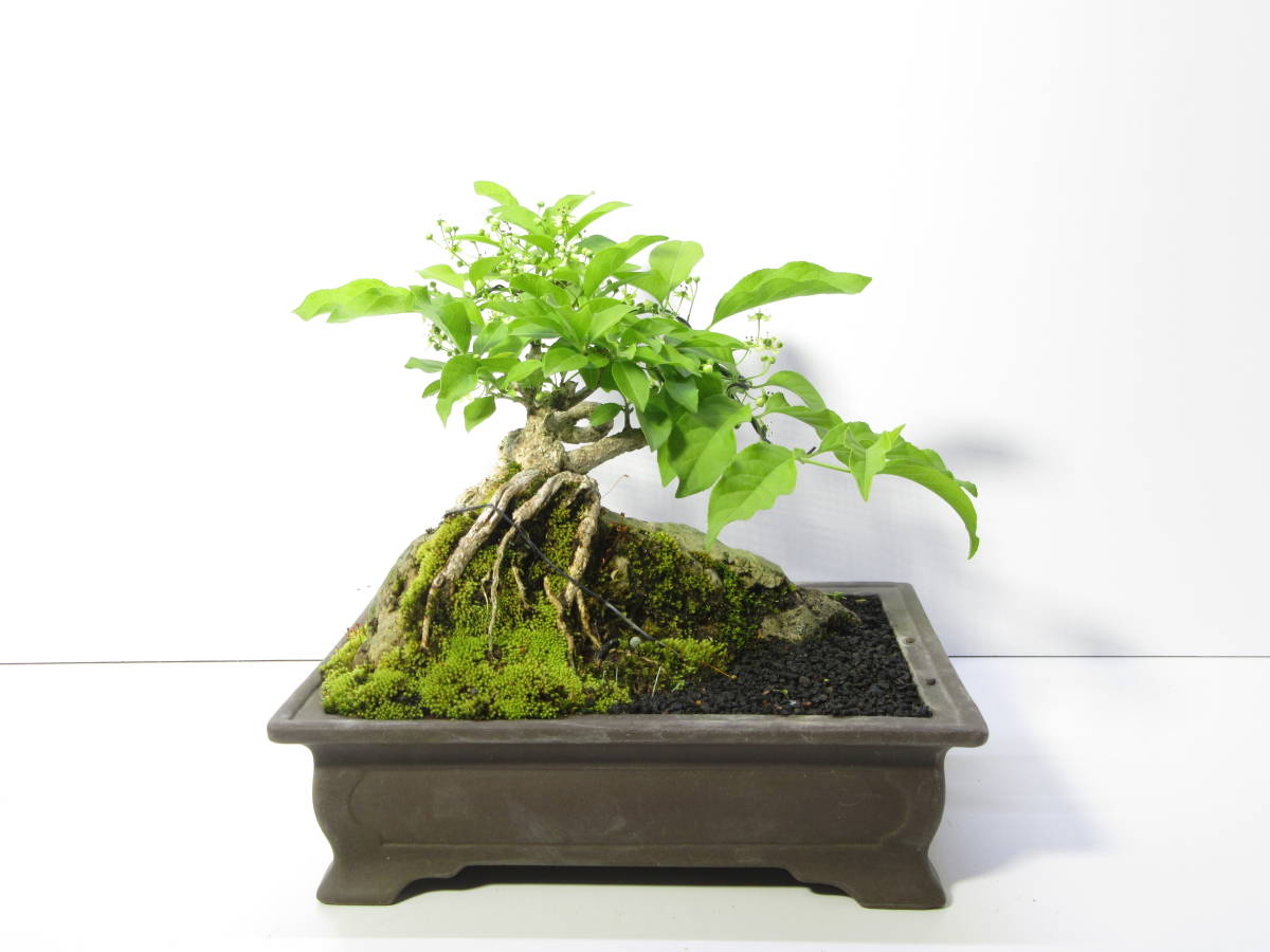 小品盆栽 盆栽 マユミ ミニ盆栽 盆栽の通販 | お薦め 真弓 雑木 雄木 #盆栽