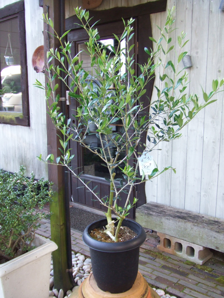 レッチーノ オリーブの木 オリーブ Olive 8号 Leccino | ねじり仕立て