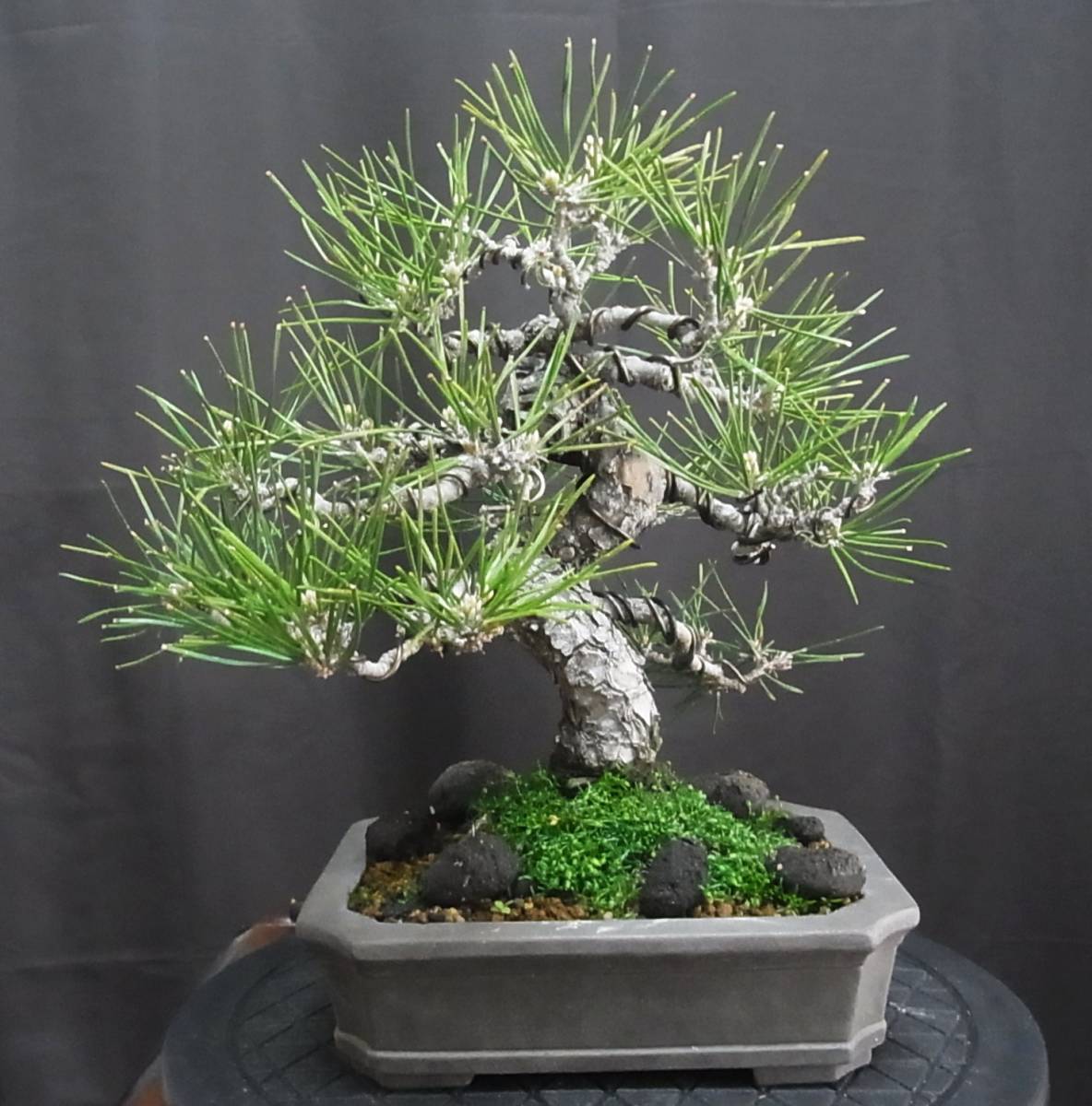 黒松 小品盆栽 樹高22cm 幹模様 皮爆ぜ！！