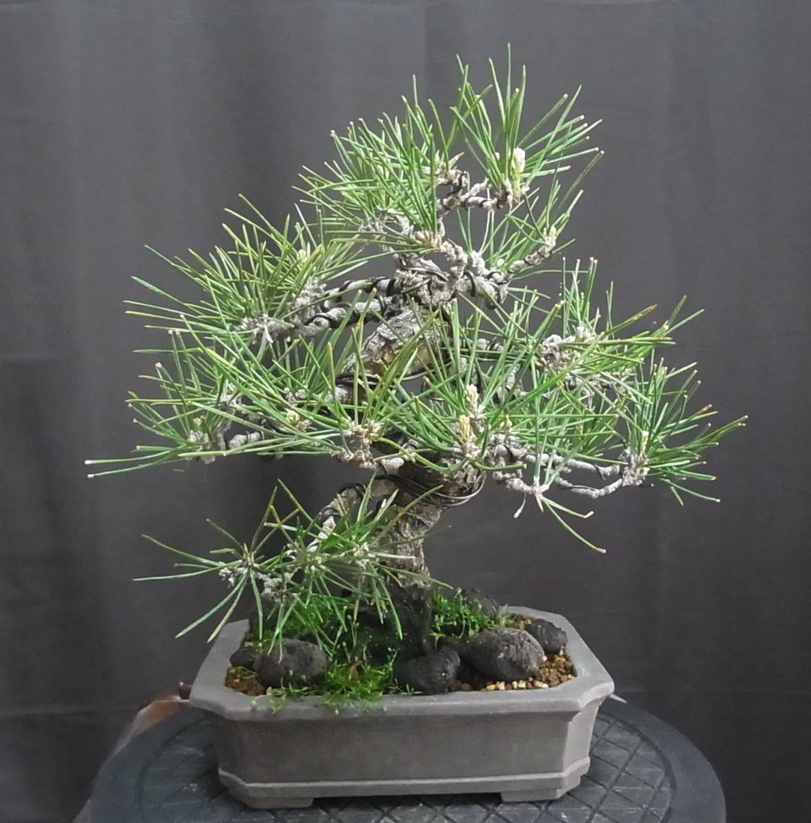 黒松 小品盆栽 樹高22cm 幹模様 皮爆ぜ！！