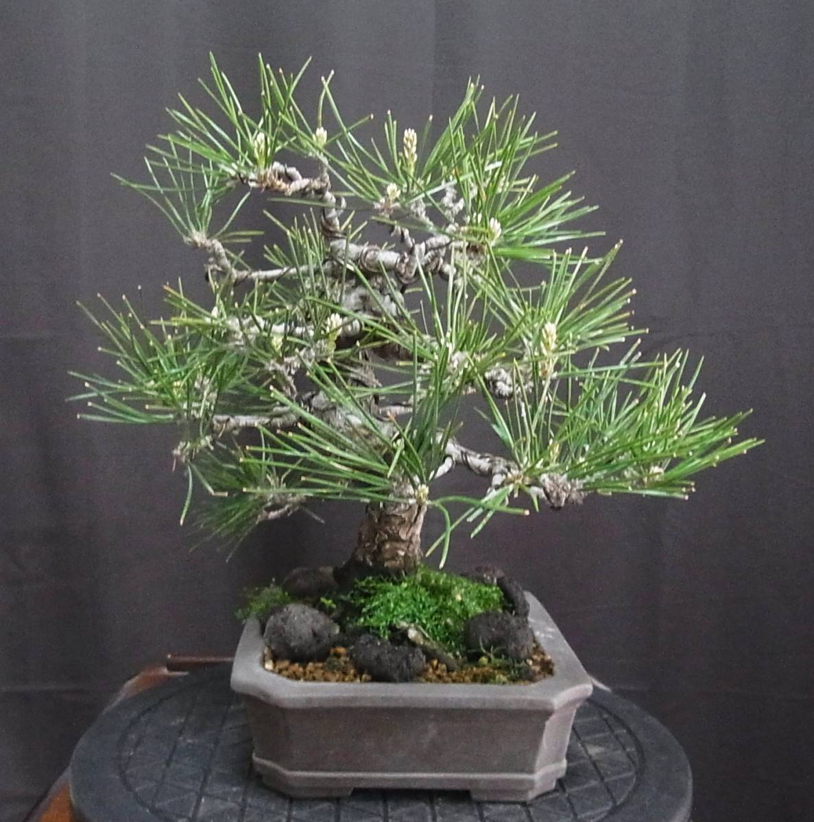 黒松 小品盆栽 樹高22cm 幹模様 皮爆ぜ！！