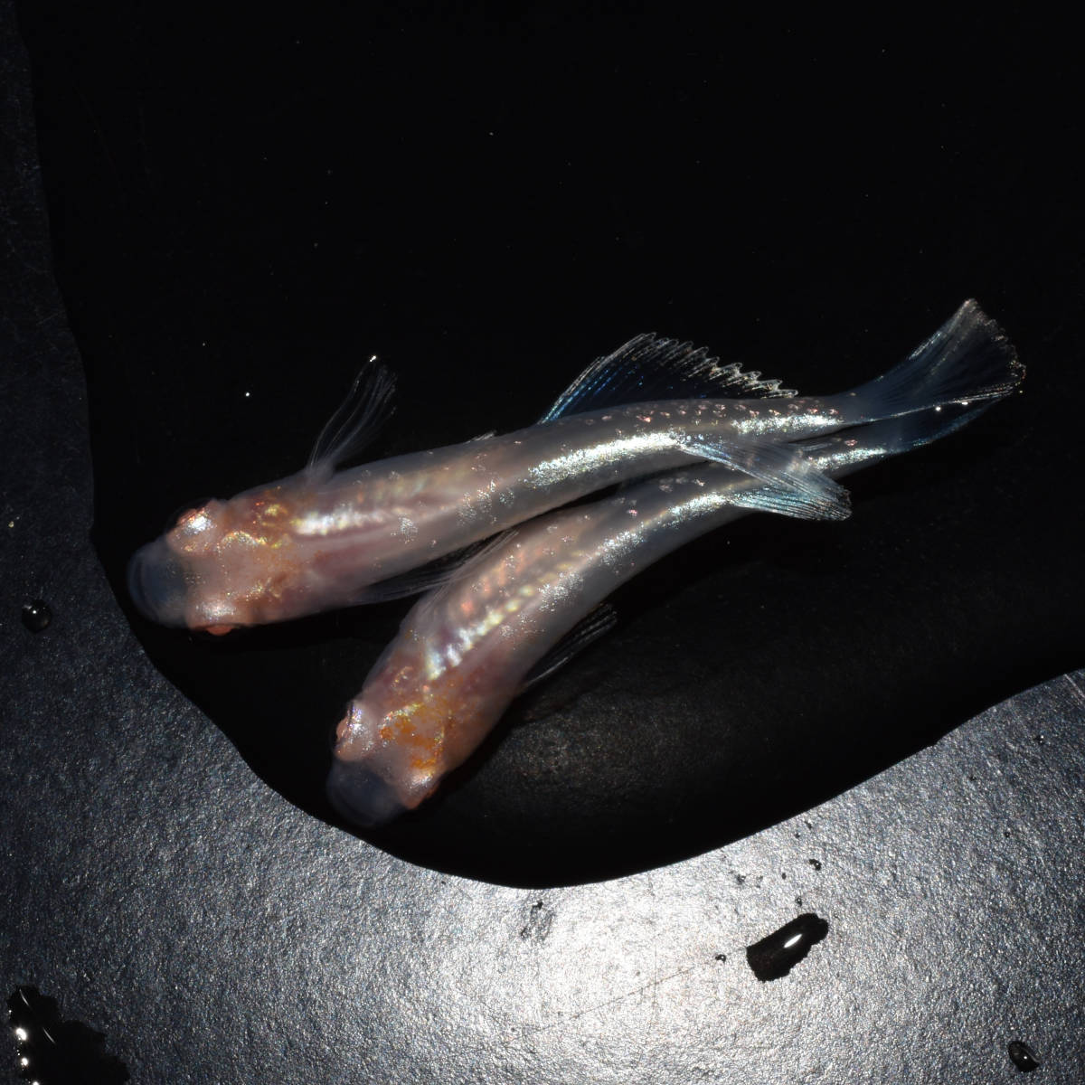 アルビノ幹之（みゆき）とは オクトめだか 鱗光 アルビノ 若魚 1ペア 