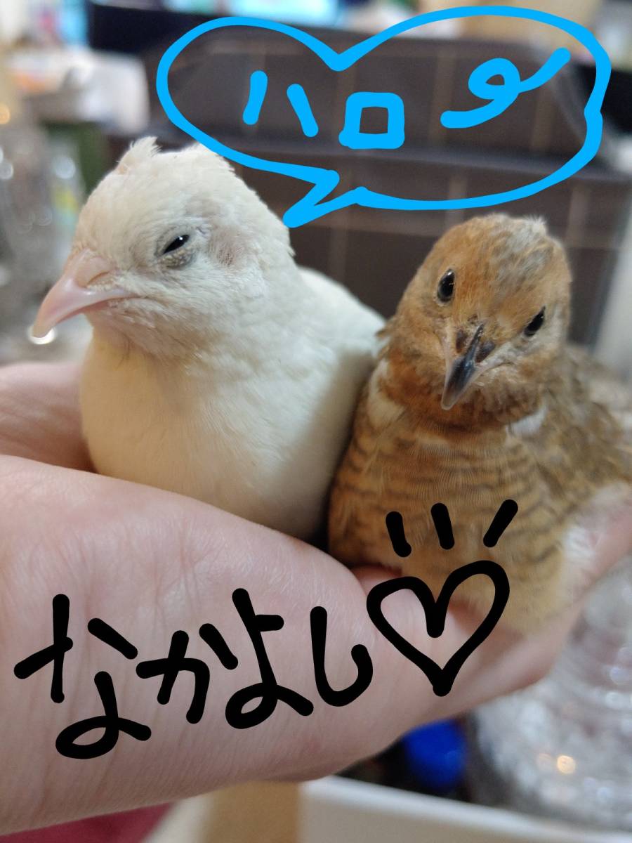 ヒメウズラ ひめうずら 種卵 有精卵 受精卵 卵 かわいい 白姫 色々な柄 10個 鳥 売買されたオークション情報 Yahooの商品情報をアーカイブ公開 オークファン Aucfan Com