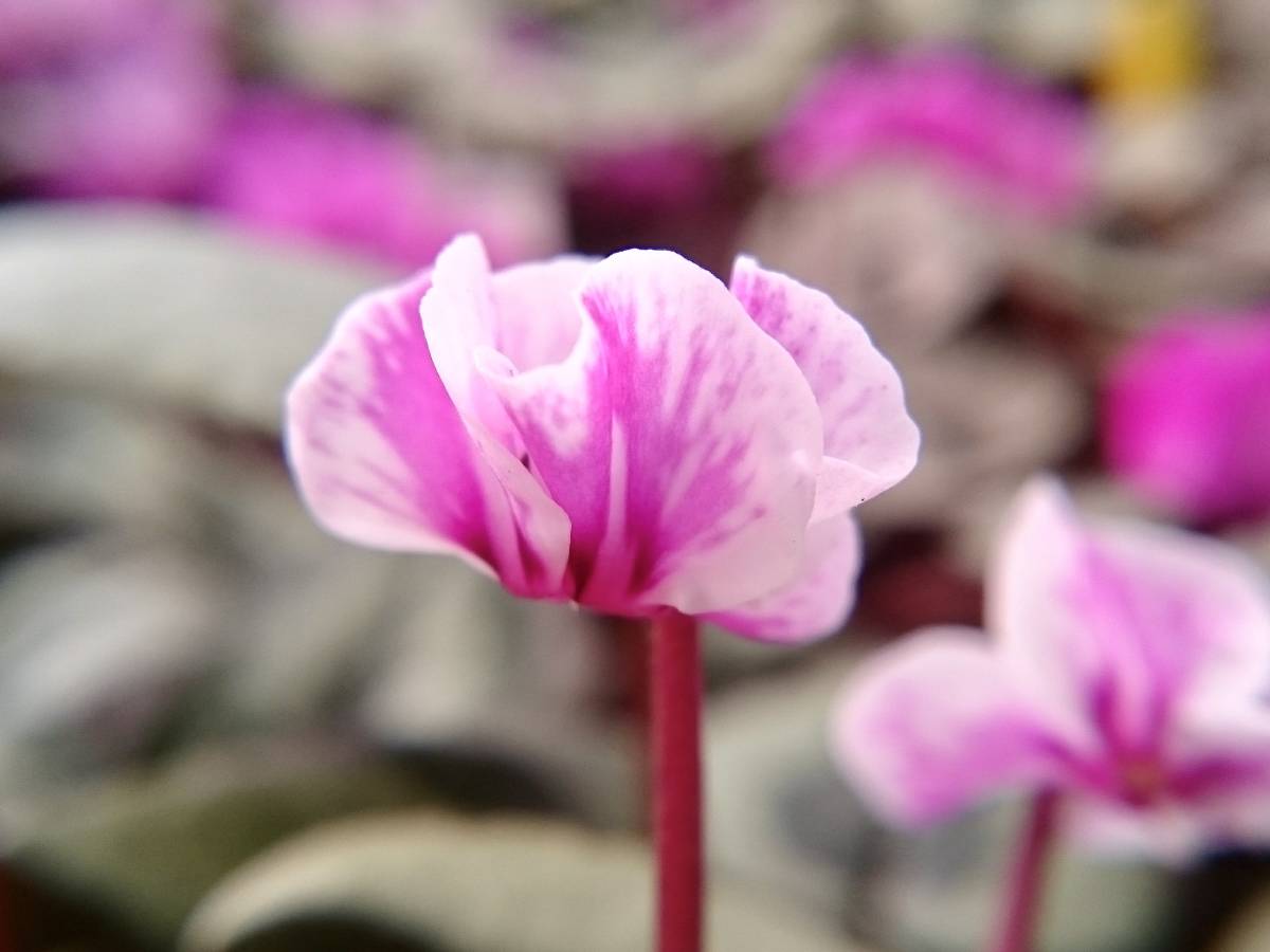 種子 原種シクラメン コウム Cse7系絞り花 10粒 種 売買されたオークション情報 Yahooの商品情報をアーカイブ公開 オークファン Aucfan Com