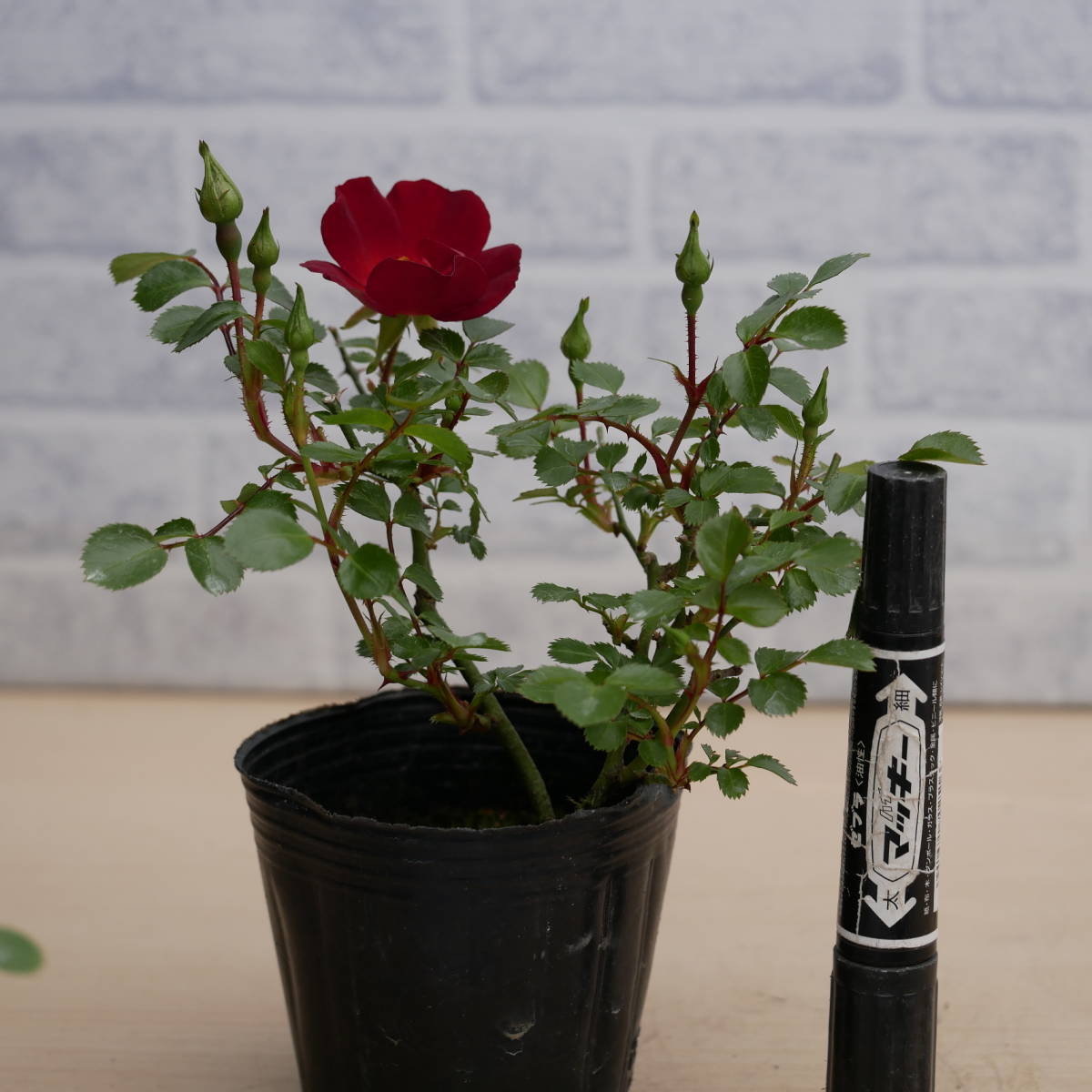 野薔薇 漁火 四季咲きノイバラ 野茨 盆栽苗 庭木 ガーデニング苗 山野草 バラ 売買されたオークション情報 Yahooの商品情報をアーカイブ公開 オークファン Aucfan Com