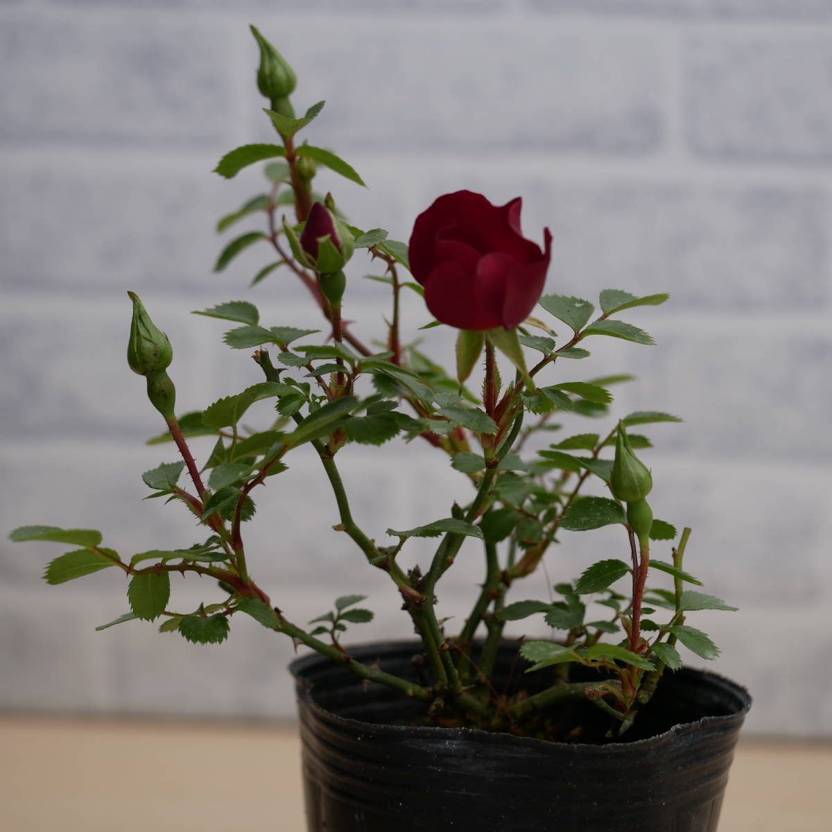 野薔薇 漁火 四季咲きノイバラ 野茨 盆栽苗 庭木 ガーデニング苗 山野草 バラ 売買されたオークション情報 Yahooの商品情報をアーカイブ公開 オークファン Aucfan Com