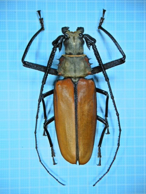 ペルー産ウスバカミキリ　75mm 標本 タイタンオオウスバカミキリ Titanus giganteus 140mm ブラジル