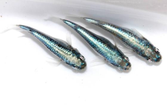  メダカ サバの極み 稚魚 5匹(めだか)｜売買されたオークション情報、yahooの商品情報をアーカイブ公開 - オークファン めだか