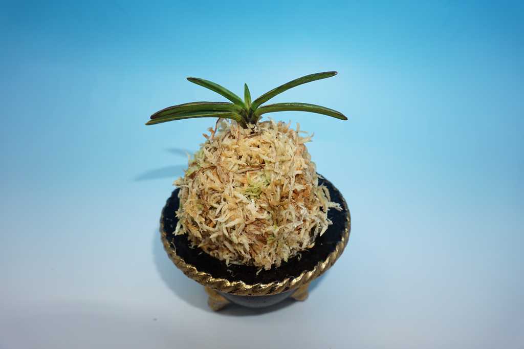 激安!!東京土産編】富貴蘭 白縞系金牡丹（牡丹錦の子） 激安!!東京土産