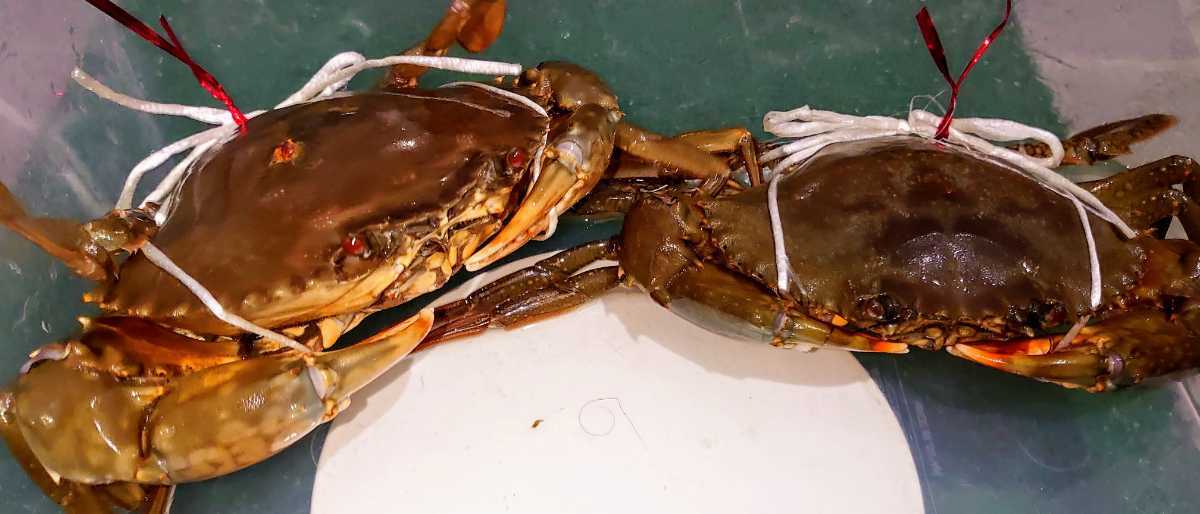 浜名湖の幻のカニ☆活き☆ドウマン蟹☆浜名湖産ノコギリガザミ その味は～ 静岡：幻のカニ「ドウマン」増殖中 浜名湖ドウマンガニ 幻の希少食材浜名湖産どうまん蟹XLサイズ｜浜名湖 幻のカニ浜名湖どうまんがにの魅力に迫る！地元民が愛してやま 浜名湖の幻のカニ☆活き☆ドウマン蟹☆浜名湖産ノコギリガザミ☆エガニ☆真ガニ☆メス２匹詰合６６０グラム