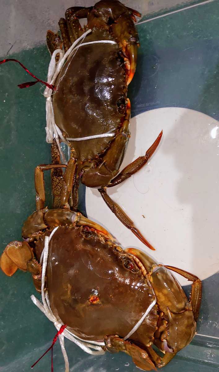 浜名湖の幻のカニ☆活き☆ドウマン蟹☆浜名湖産ノコギリガザミ その味は～ 静岡：幻のカニ「ドウマン」増殖中 浜名湖ドウマンガニ 幻の希少食材浜名湖産どうまん蟹XLサイズ｜浜名湖 幻のカニ浜名湖どうまんがにの魅力に迫る！地元民が愛してやま 浜名湖の幻のカニ☆活き☆ドウマン蟹☆浜名湖産ノコギリガザミ☆エガニ☆真ガニ☆メス２匹詰合６６０グラム