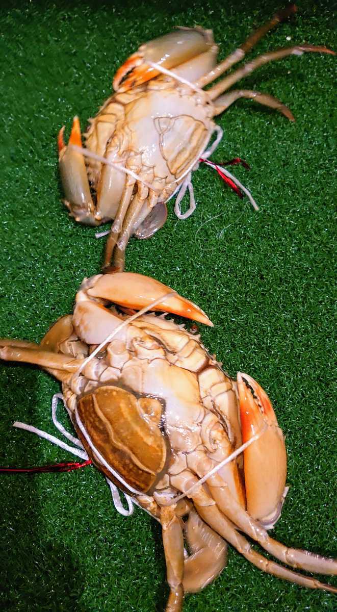 浜名湖の幻のカニ☆活き☆ドウマン蟹☆浜名湖産ノコギリガザミ その味は～ 静岡：幻のカニ「ドウマン」増殖中 浜名湖ドウマンガニ 幻の希少食材浜名湖産どうまん蟹XLサイズ｜浜名湖 幻のカニ浜名湖どうまんがにの魅力に迫る！地元民が愛してやま 浜名湖の幻のカニ☆活き☆ドウマン蟹☆浜名湖産ノコギリガザミ☆エガニ☆真ガニ☆メス２匹詰合６６０グラム