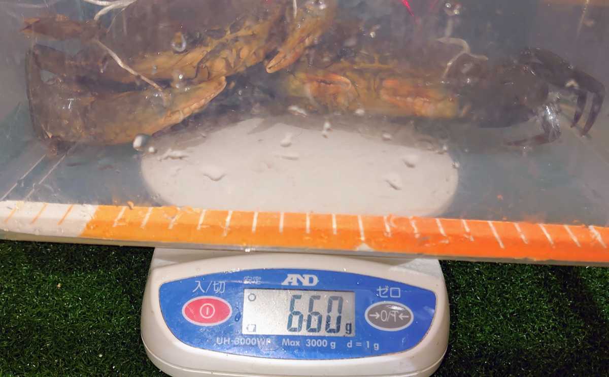 浜名湖の幻のカニ☆活き☆ドウマン蟹☆浜名湖産ノコギリガザミ その味は～ 静岡：幻のカニ「ドウマン」増殖中 浜名湖ドウマンガニ 幻の希少食材浜名湖産どうまん蟹XLサイズ｜浜名湖 幻のカニ浜名湖どうまんがにの魅力に迫る！地元民が愛してやま 浜名湖の幻のカニ☆活き☆ドウマン蟹☆浜名湖産ノコギリガザミ☆エガニ☆真ガニ☆メス２匹詰合６６０グラム