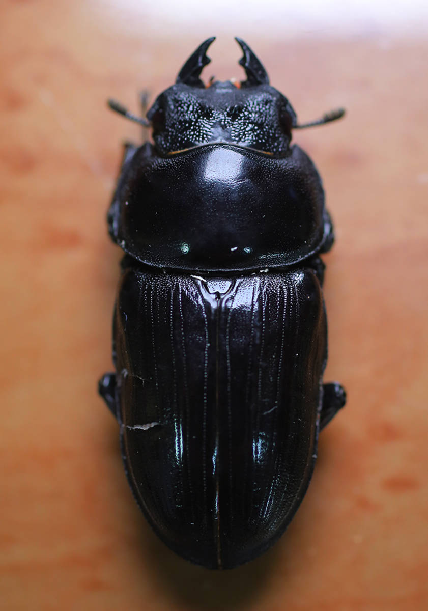 オオクワガタ　能勢YG血統　♀56.0mm　2019年羽化 B品キズ有り_1