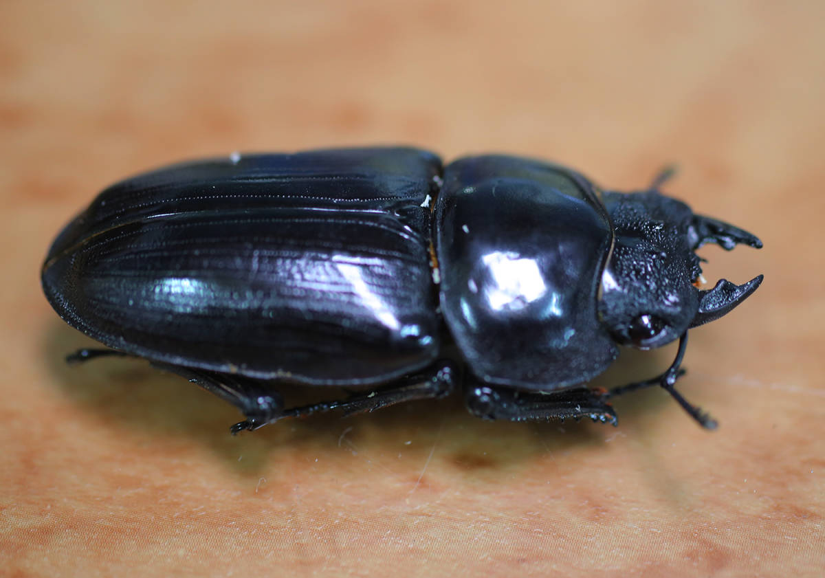 オオクワガタ　能勢YG血統　♀56.0mm　2019年羽化 B品キズ有り_2