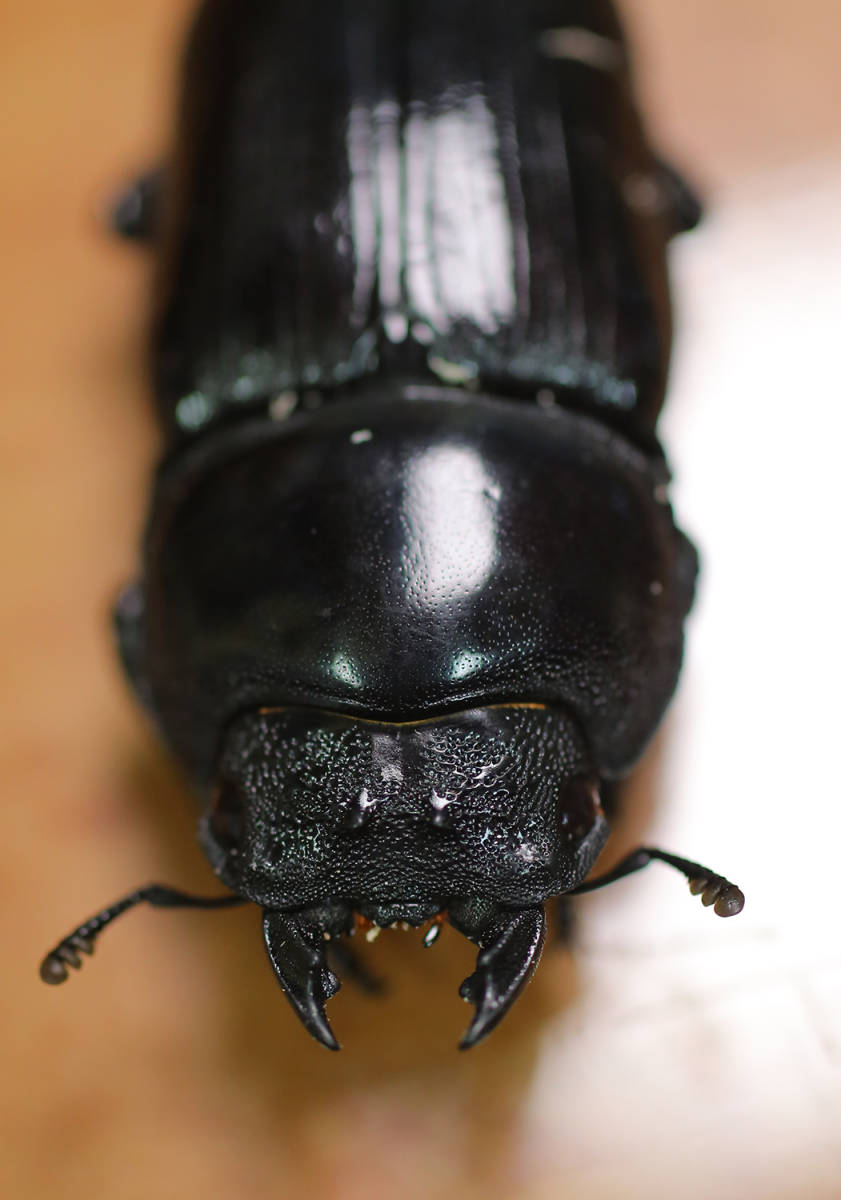 オオクワガタ　能勢YG血統　♀56.0mm　2019年羽化 B品キズ有り_3