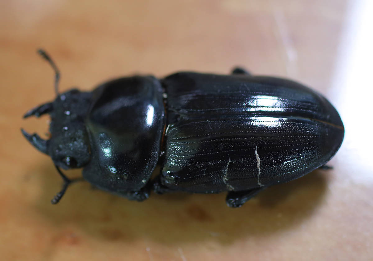 オオクワガタ　能勢YG血統　♀56.0mm　2019年羽化 B品キズ有り_4