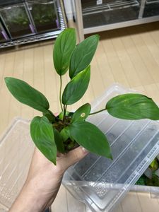 Homalomena SPのYahoo!オークション(旧ヤフオク!)の相場・価格を見る