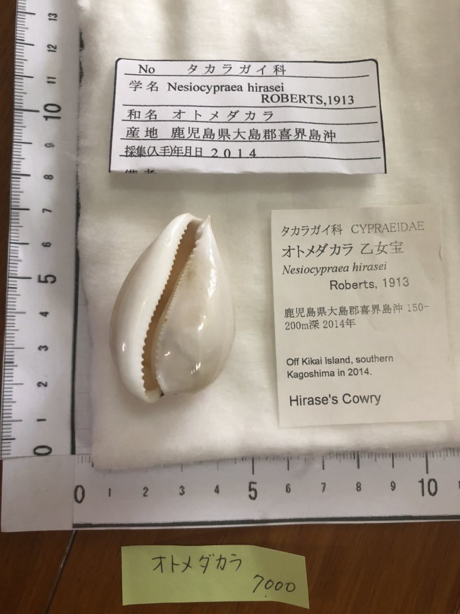 オトメダカラ オトメダカラ 標本 貝殻 | (特大) -1826(科学、自然
