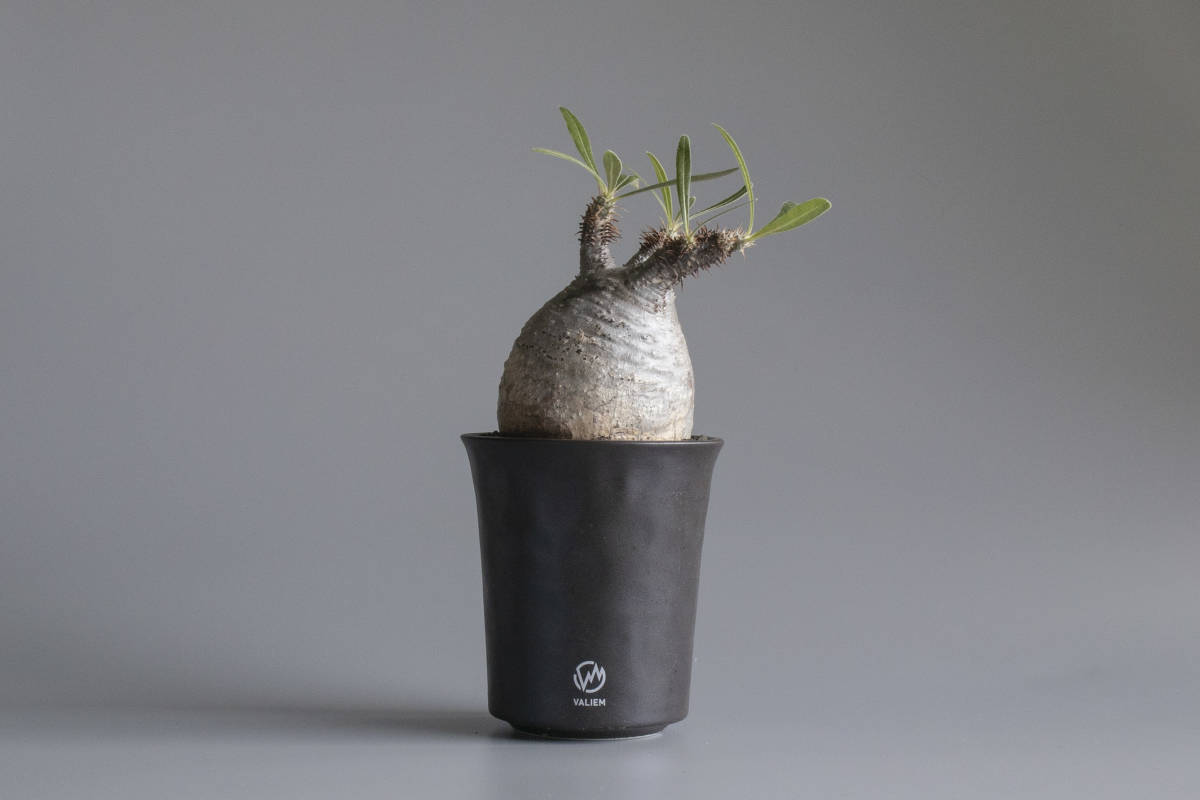valiem 鉢 インビシブル 多肉植物 根塊植物 グラキリス 【公式通販】