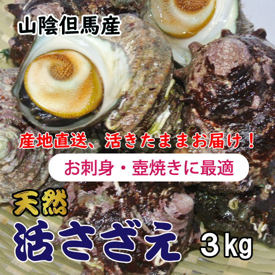 人気，格安 着日指定可 活さざえ 3kg 22 28個 山陰日本海 天然サザエ 活きたままお届け(サザエ)｜売買されたオークション情報、yahooの商品情報をアーカイブ公開 - オークファン サザエ